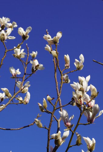 Magnolia liliiflora (9)